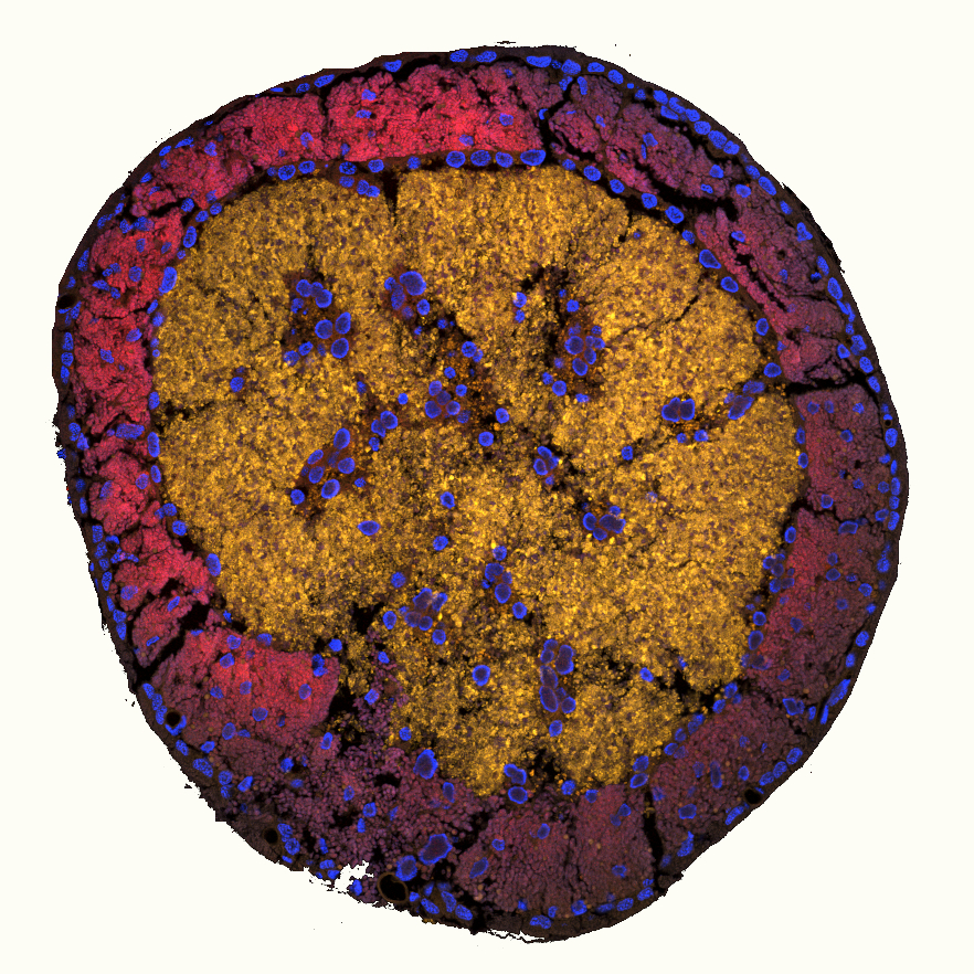 'Fluorescence micrograph of a sectioned cicada bacteriome - an organ containing the insect's bacterial symbionts. A circular mass of yellow bacteria is encircled by a ring of cells filled with red bacteria. Insect cell nuclei stained blue appear throughout.'
