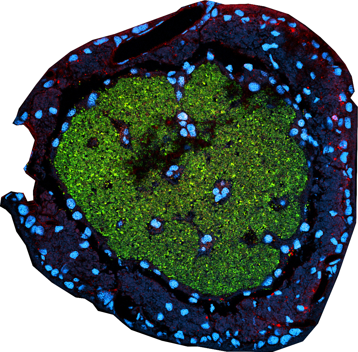 'Fluorescence micrograph of a sectioned cicada bacteriome - an organ containing the insect's bacterial symbionts.'