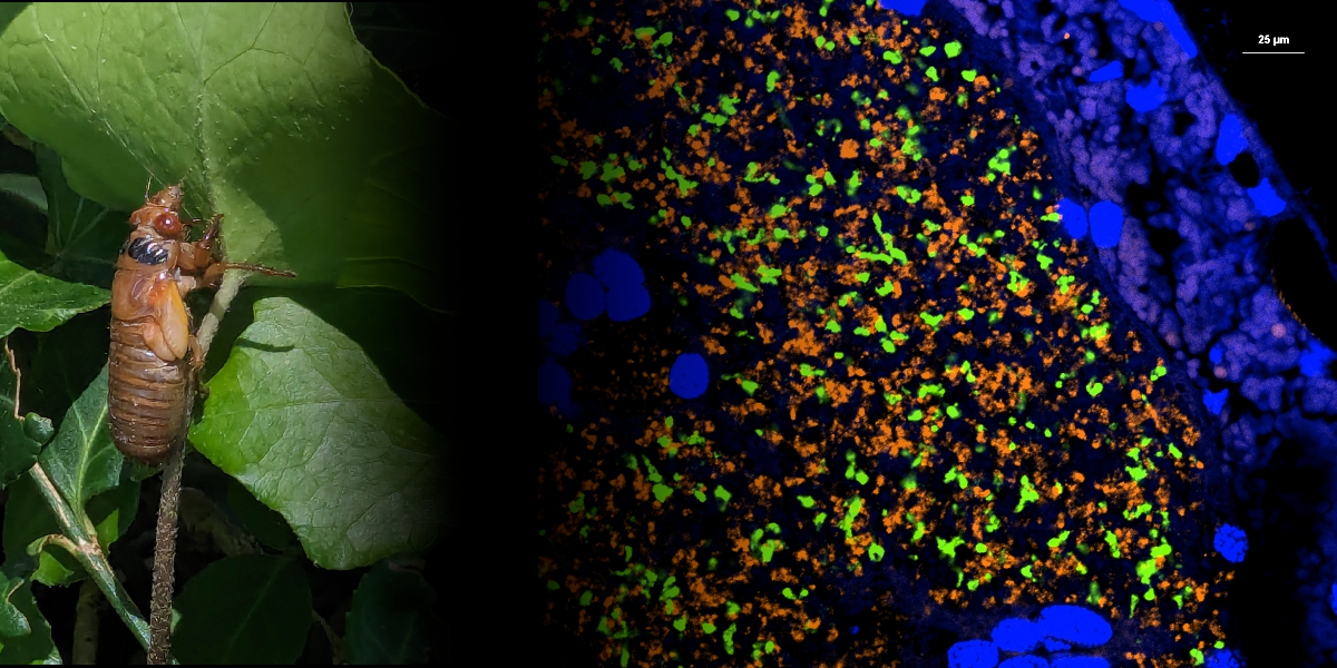 a photo of a cicada nymph and a fluorescence microscopy image of the cicada's endosymbiont-containing organ, the bacteriome