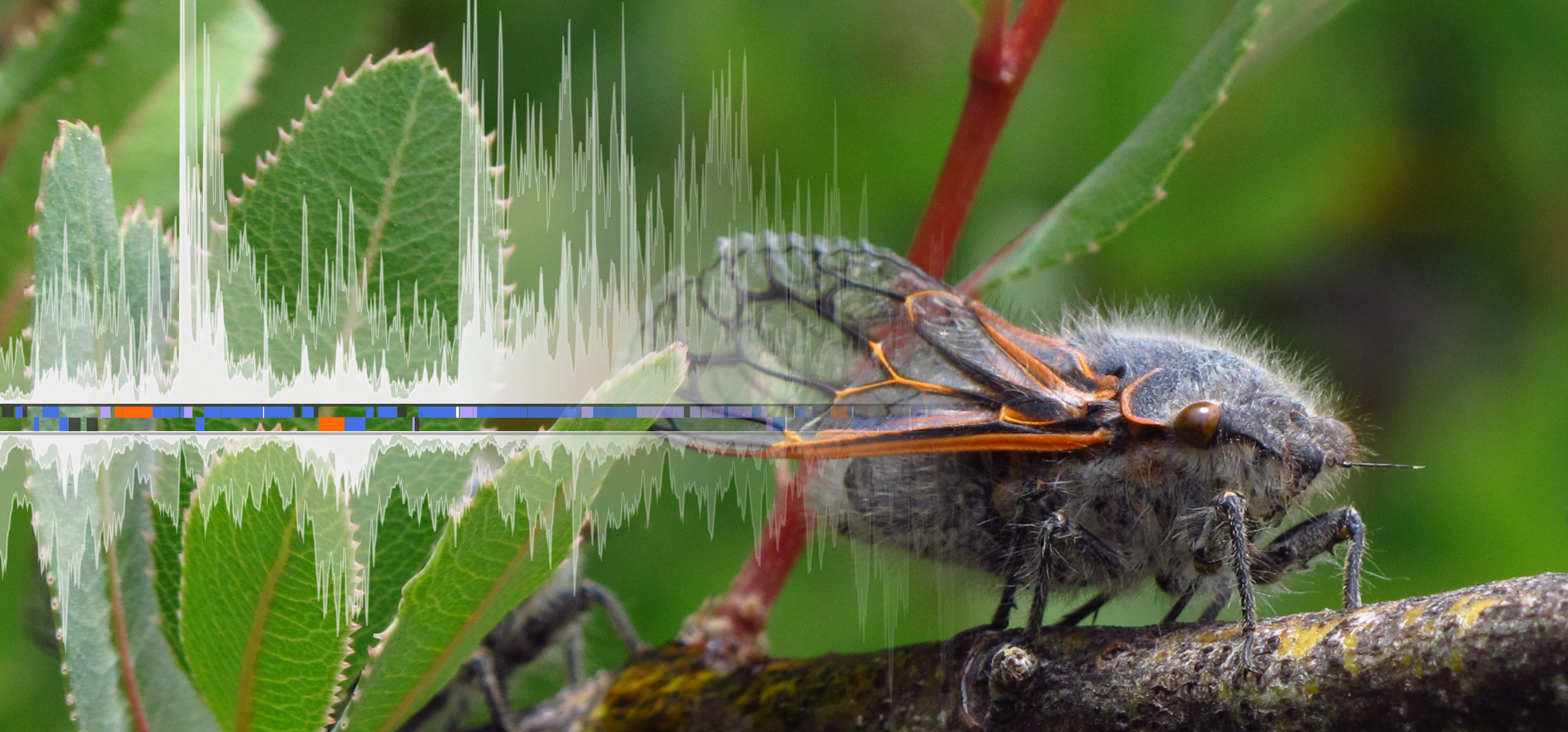 a photo of a chilean cicada adult with a stylized version of a noisy-looking plot overlaid on top