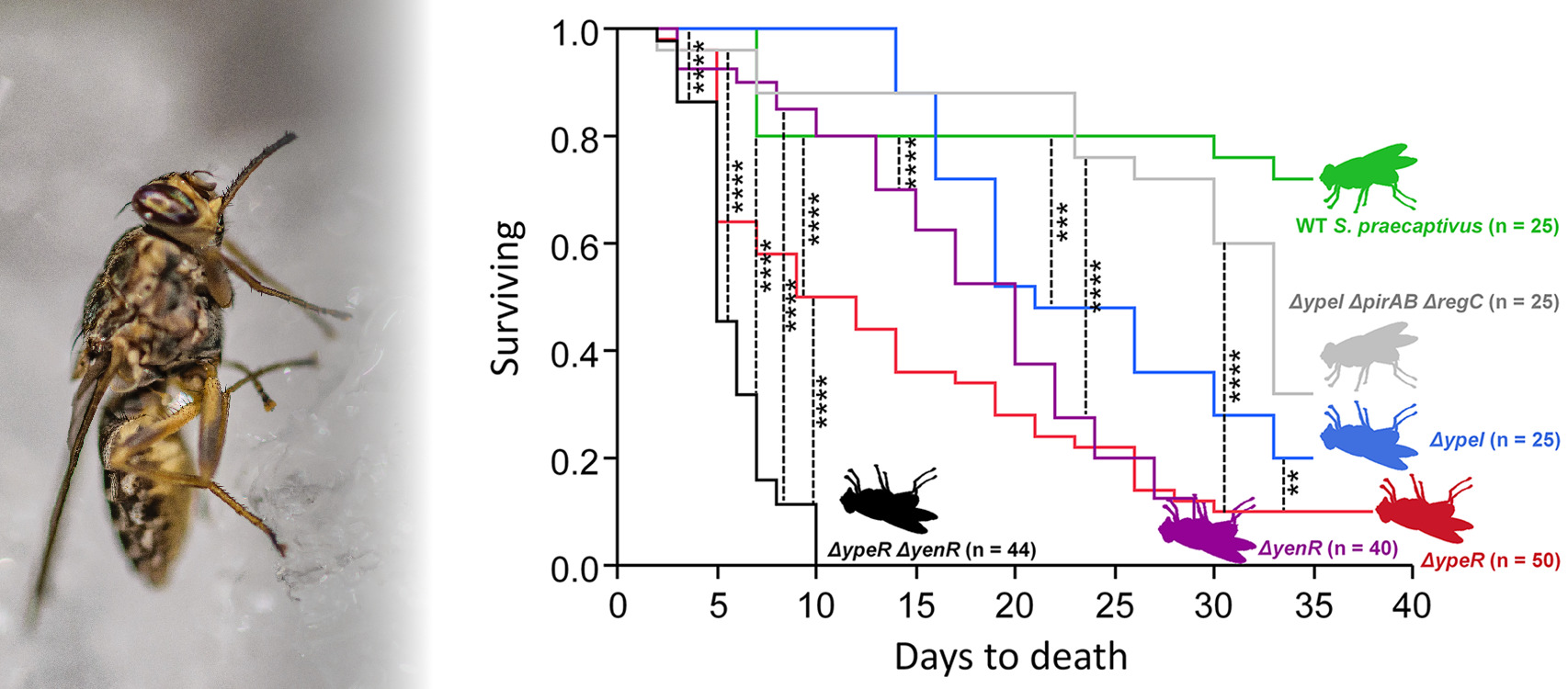 a photo of a tsetse fly and a plot showing survival curves of tsetse infected with various bacterial mutants